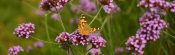 vlinder header website